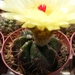 notocactus  securituberculatus     hu 1386.                      