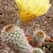 notocactus . minimus . v . tenuicylinricus  wg 439