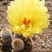 notocactus . minimus . v . tenuicylinricus  wg 439.              