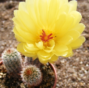 notocactus . minimus . v . tenuicylinricus  wg 439.              