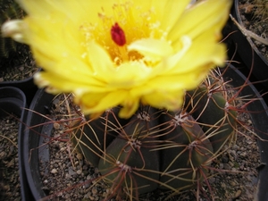 notocactus .otonus.v. tortuosus