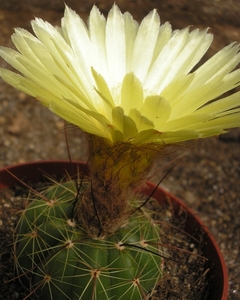 notocactus .uruguaq  wg 268