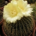 notocactus ampliacostatus