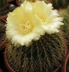 notocactus ampliacostatus