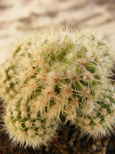 notocactus buiningii  monst. 2