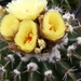 notocactus erinaceus