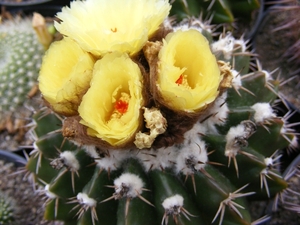 notocactus erinaceus