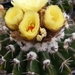 notocactus erinaceus.                               2