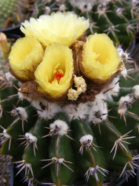 notocactus erinaceus.                               2