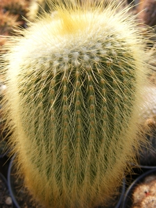 notocactus leninghausii