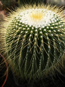 notocactus leninghausii   intermis