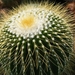 notocactus leninghausii   intermis   2