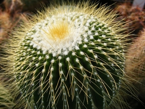 notocactus leninghausii   intermis   2