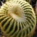 notocactus leninghausii   short spines.