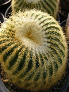 notocactus leninghausii   short spines.