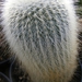 notocactus leninghausii   white spines.   2