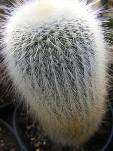 notocactus leninghausii   white spines.   2