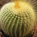 notocactus leninghaussii  halfsider