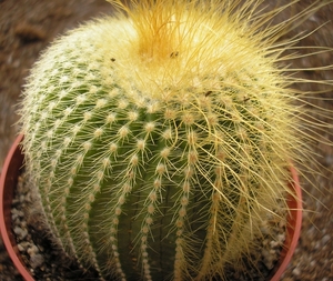 notocactus leninghaussii  halfsider