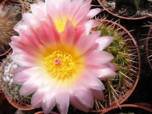 notocactus roseolatus.                   2