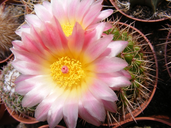 notocactus roseolatus.                   2