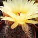 notocactus. allosiphon