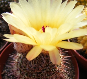 notocactus. allosiphon