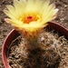 notocactus. concinnus . v . eremiteus  ( prauses )