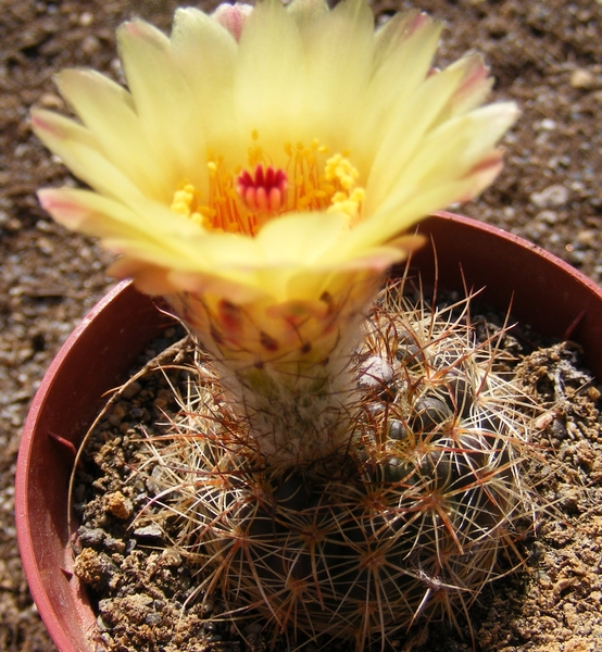 notocactus. concinnus . v . eremiteus  ( prauses )