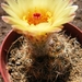 notocactus. concinnus . v . eremiteus  ( prauses ).              