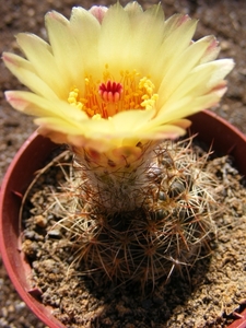 notocactus. concinnus . v . eremiteus  ( prauses ).              