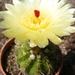 notocactus. linkii