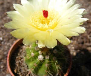 notocactus. linkii