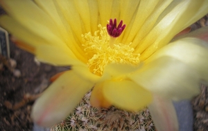 notocactus.allosiphon