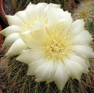 notocactus.amplicostatus