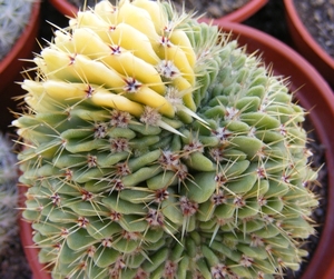 notocactus.buiningii   varigata