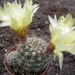 notocactus.globularis  wg 267 B