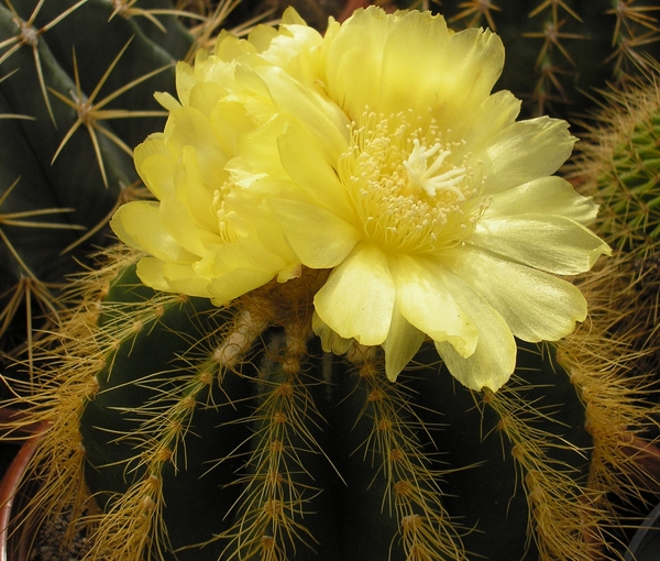 notocactus.magnaficus  2