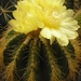 notocactus.magnaficus  3