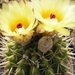 notocactus.mammulosus