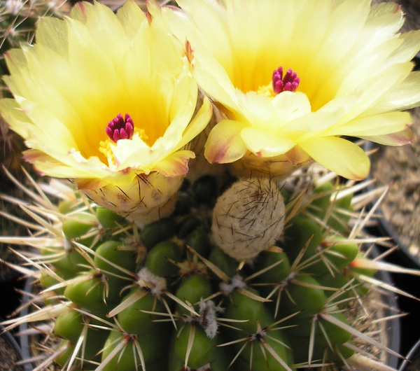 notocactus.mammulosus