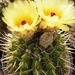 notocactus.mammulosus.  2