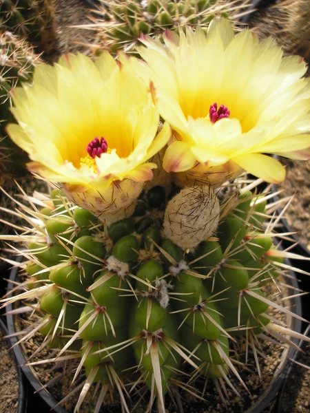 notocactus.mammulosus.  2