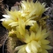 notocactus.minimus