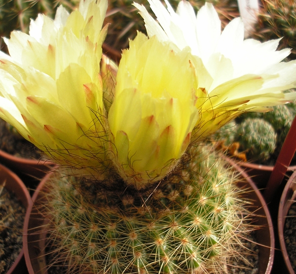 notocactus.minimus.  2