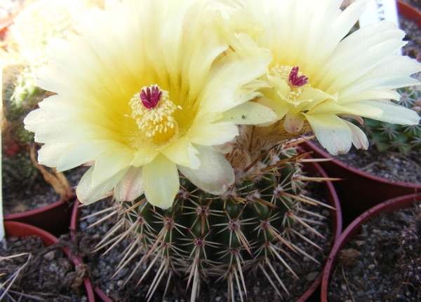 notocactus.orthacanthus  ( wessner )