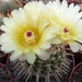 notocactus.orthacanthus  ( wessner ).                        2