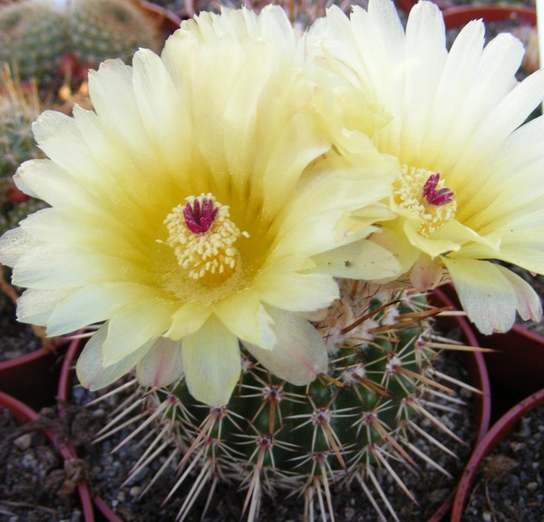 notocactus.orthacanthus  ( wessner ).                        2