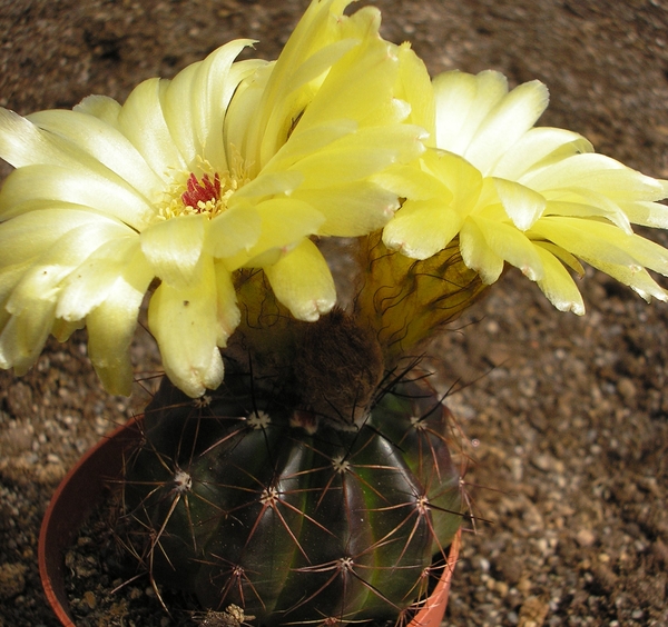 notocactus.ottonis.v.blossfeldianus