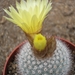 notocactus.rudibuenekeri   3